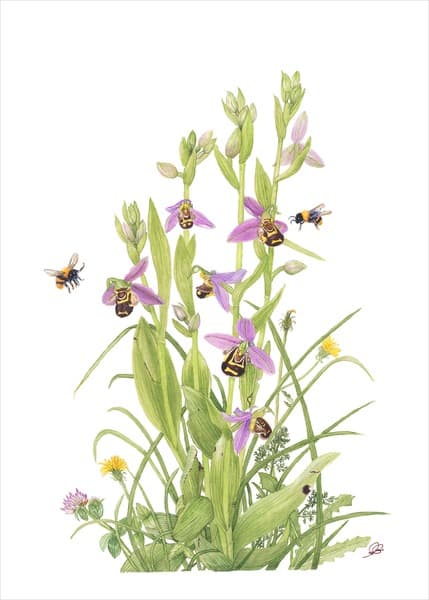Botanical painting by Soria Givord — Ophrys apifera