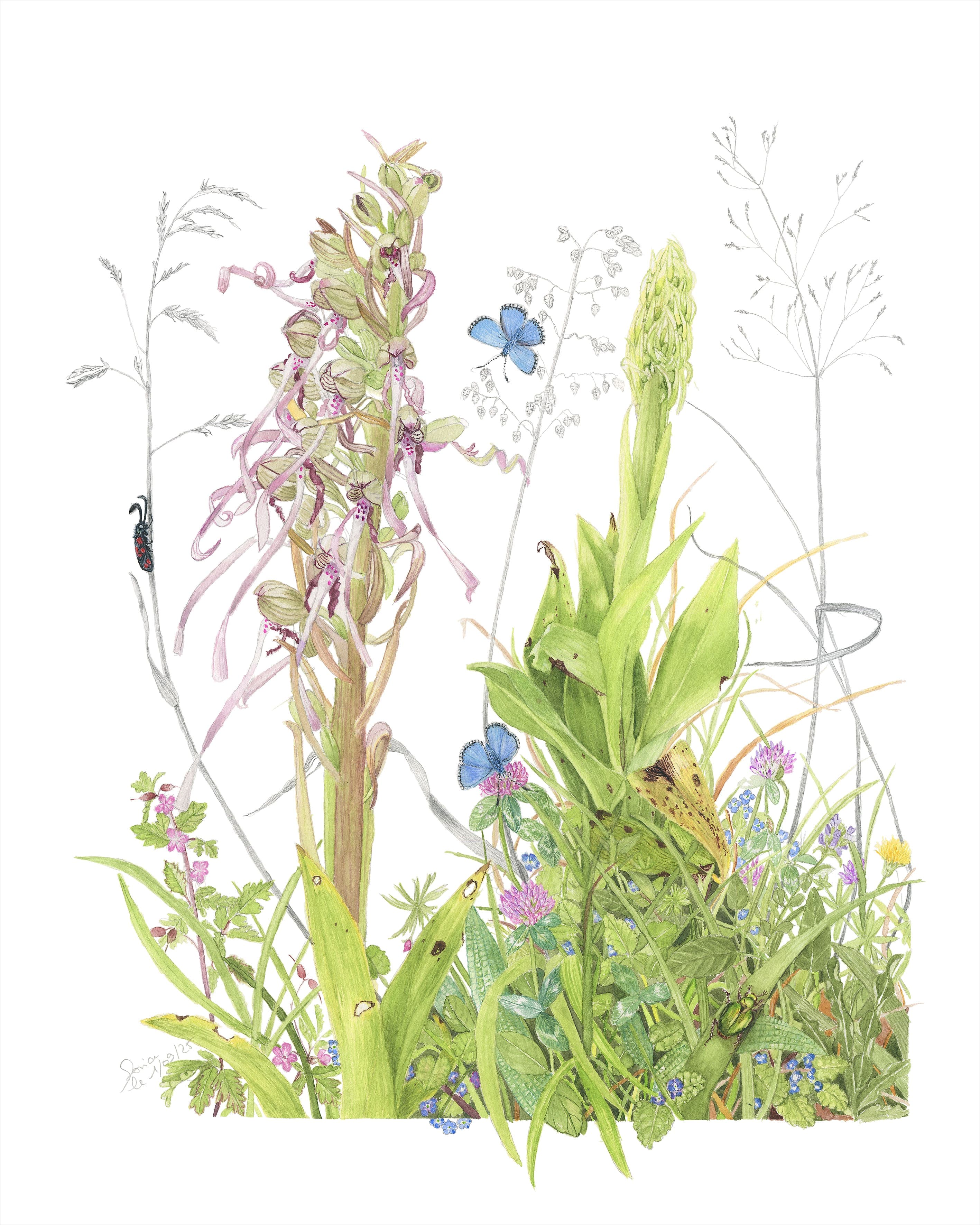 Himantoglossum hircinum — Lizard Orchid