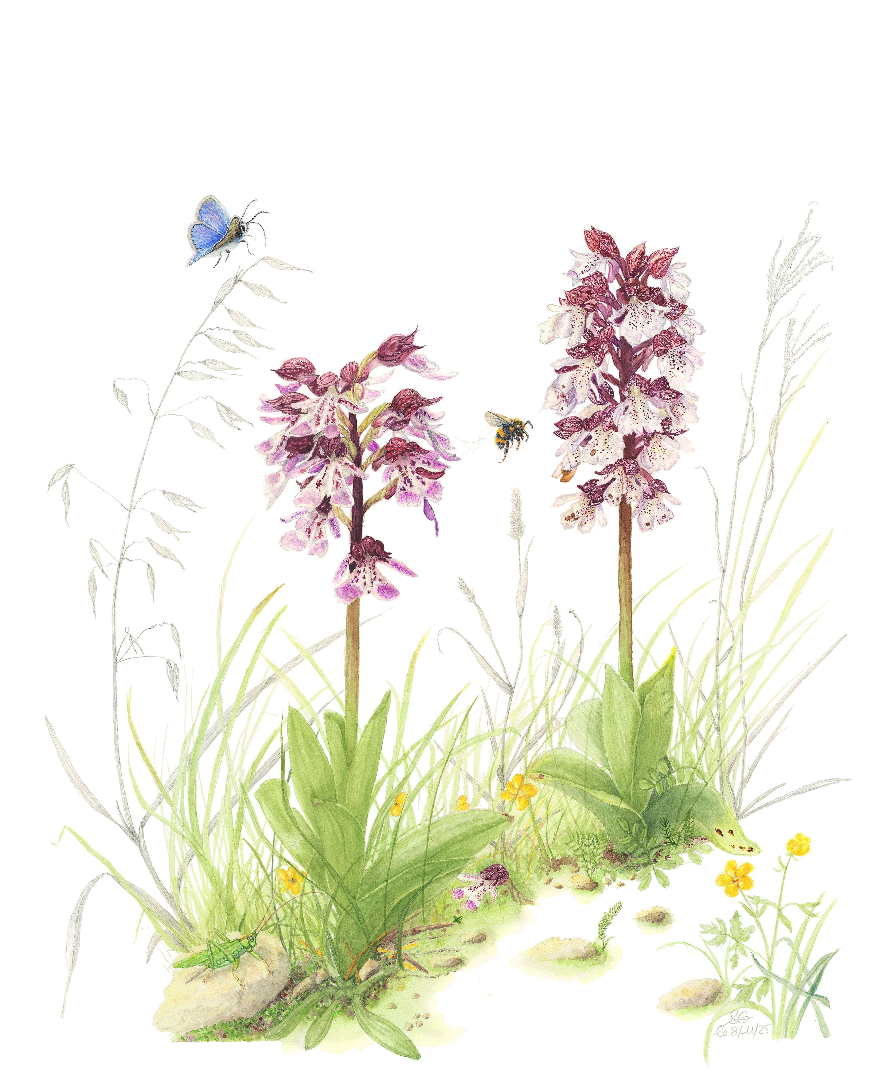 Ma technique : peindre une fleur en sept étapes