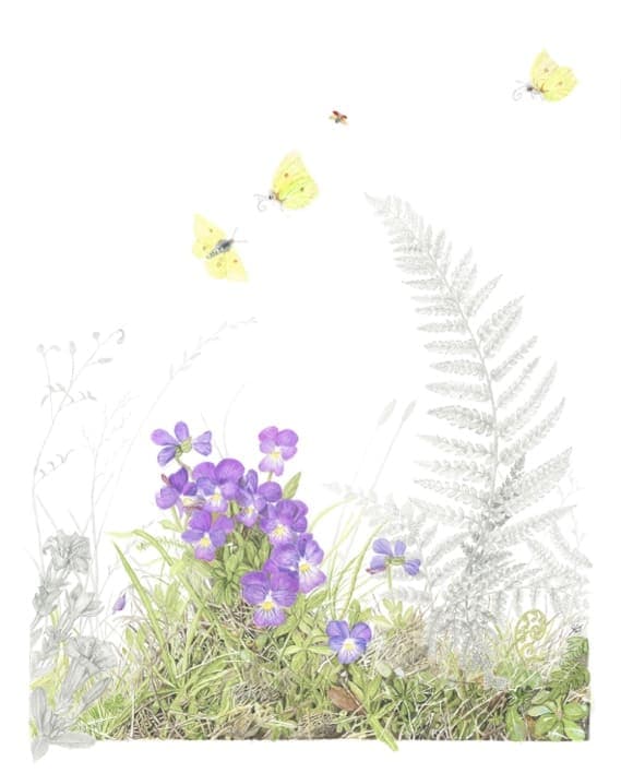 Viola calcarata