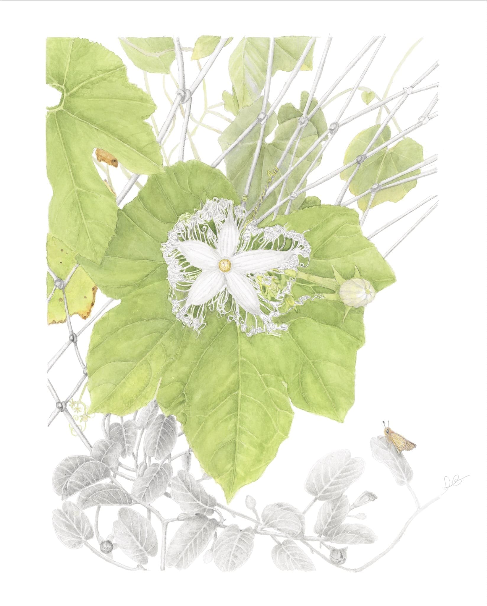 Trichosanthes cucumerina